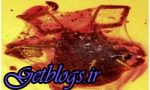 کشف فسیل 99 میلیون ساله یک کنه در تار عنکبوت باستانی
